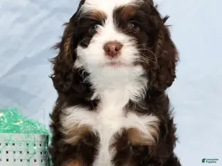 Cockapoo dogs for sale: Butter Blossom - Ad 4