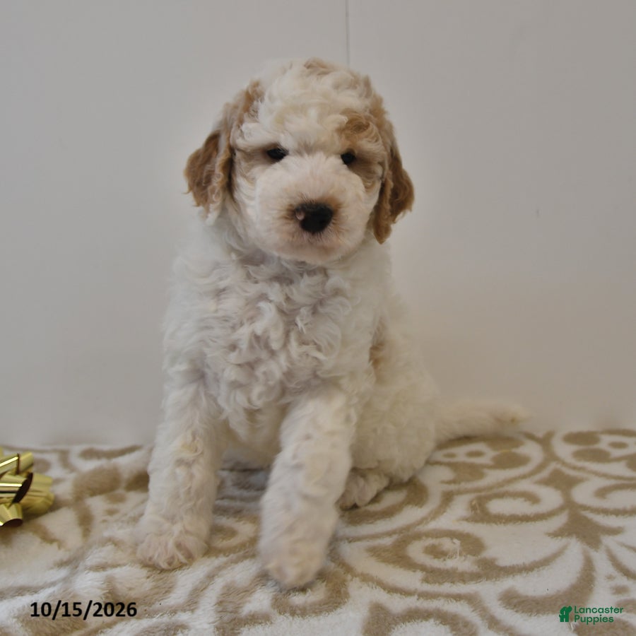 Mini Goldendoodle dogs Buster - Ad 2