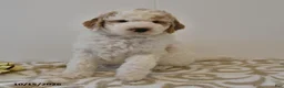 Mini Goldendoodle dogs for sale: Buster - Ad 2