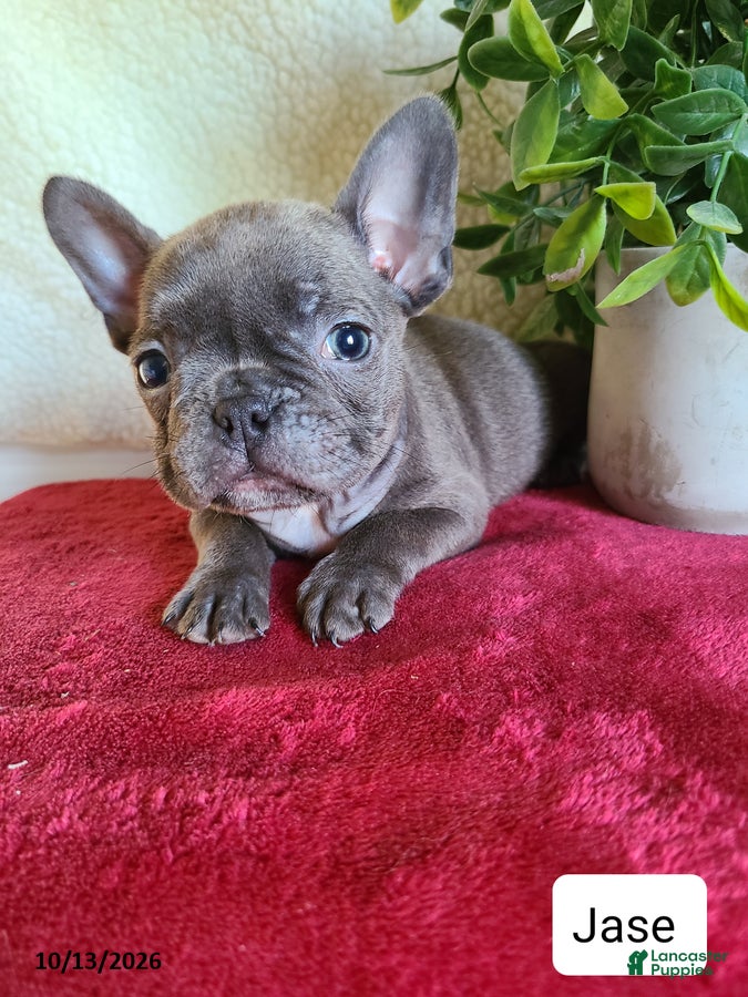 Frenchton dogs Jace - Ad 1