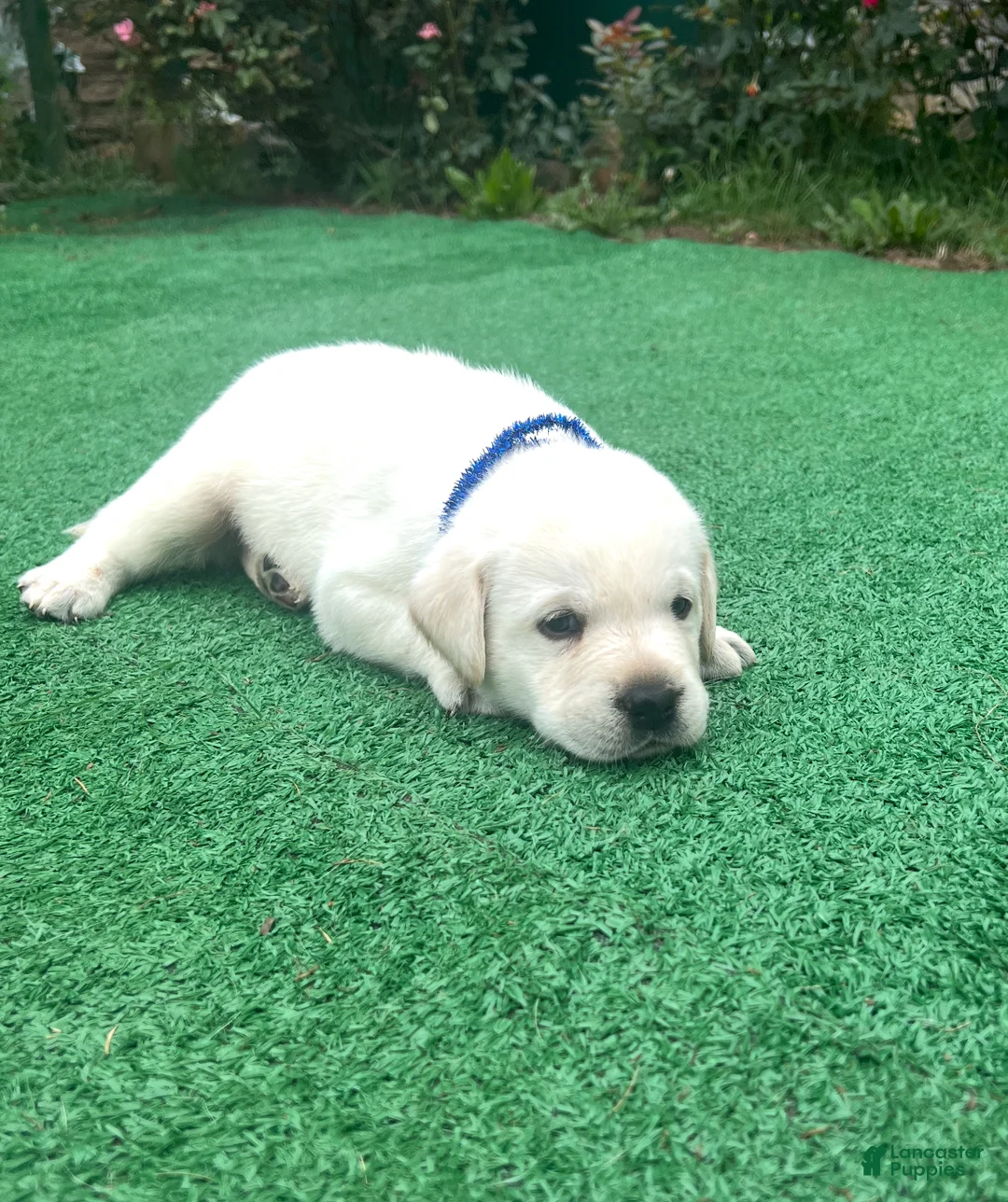 Gallery Image {{count}}