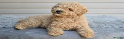 Miniature Poodle dogs for sale: Honey - Ad 6