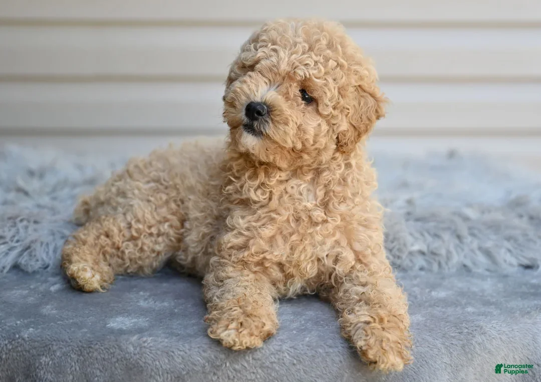 Miniature Poodle dogs for sale: Honey - Ad 6