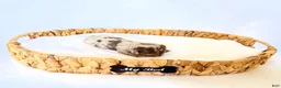 Miniature Dachshund dogs for sale: Jasper  - Ad 2