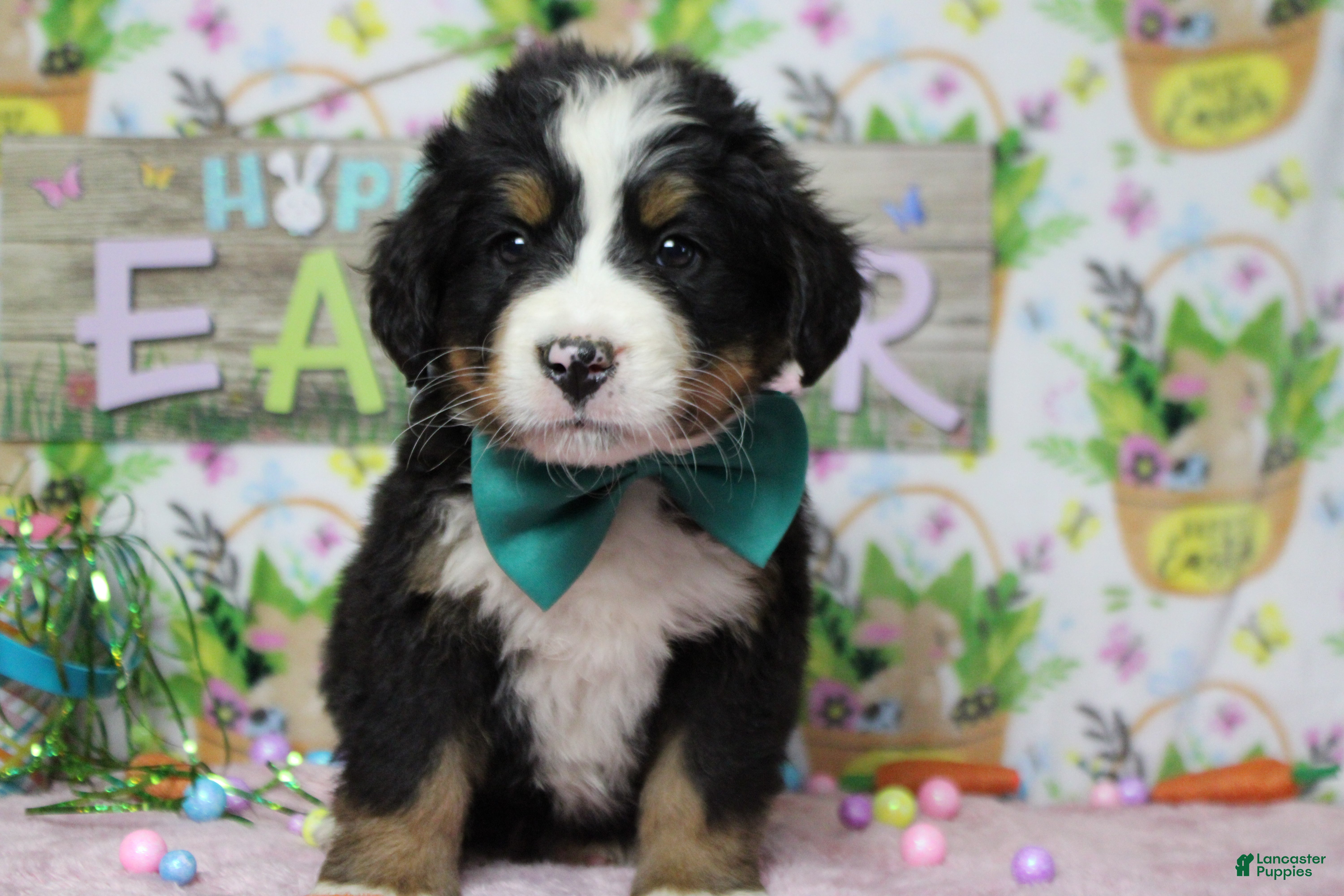 Bernese Mountain Dog dogs Cooper  - Ad 39