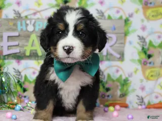 Bernese Mountain Dog dogs Cooper - Ad 39
