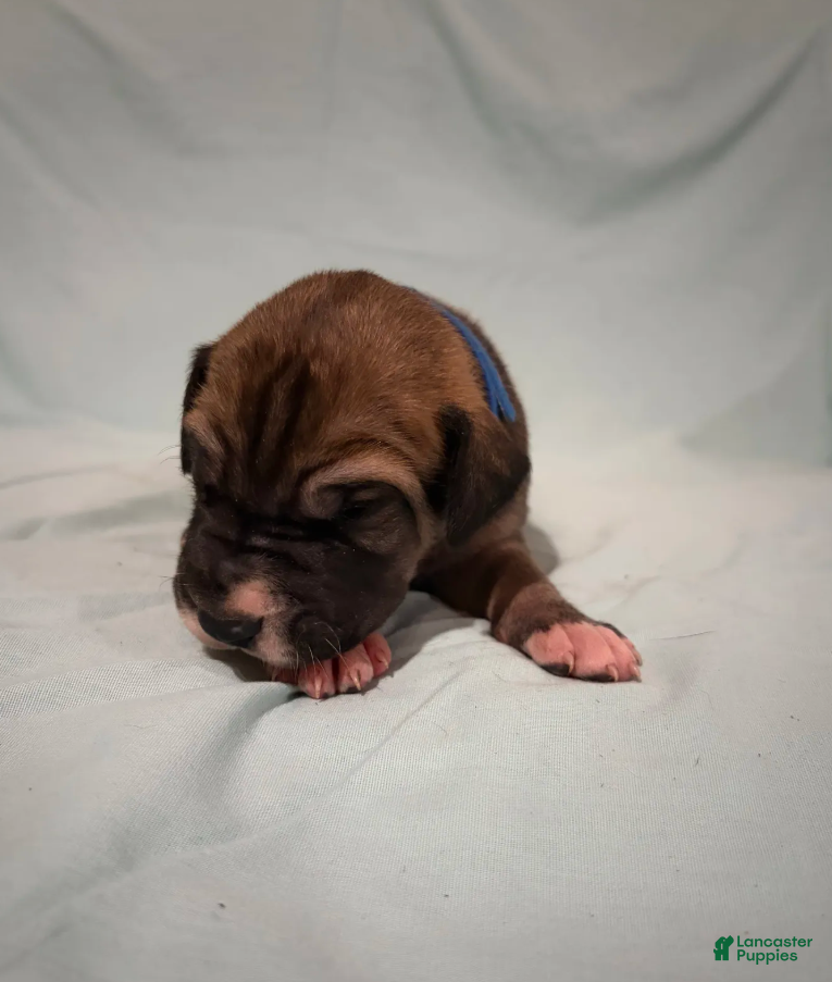 Great Dane dogs Glory is a Great Dane puppy - Ad 2