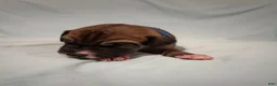 Great Dane dogs for sale: Glory is a Great Dane puppy - Ad 2