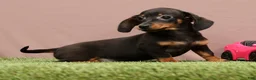 Miniature Dachshund dogs for sale: Quincy - Ad 5