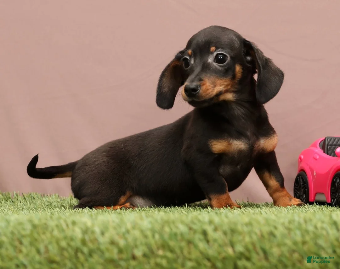 Miniature Dachshund dogs for sale: Quincy - Ad 5