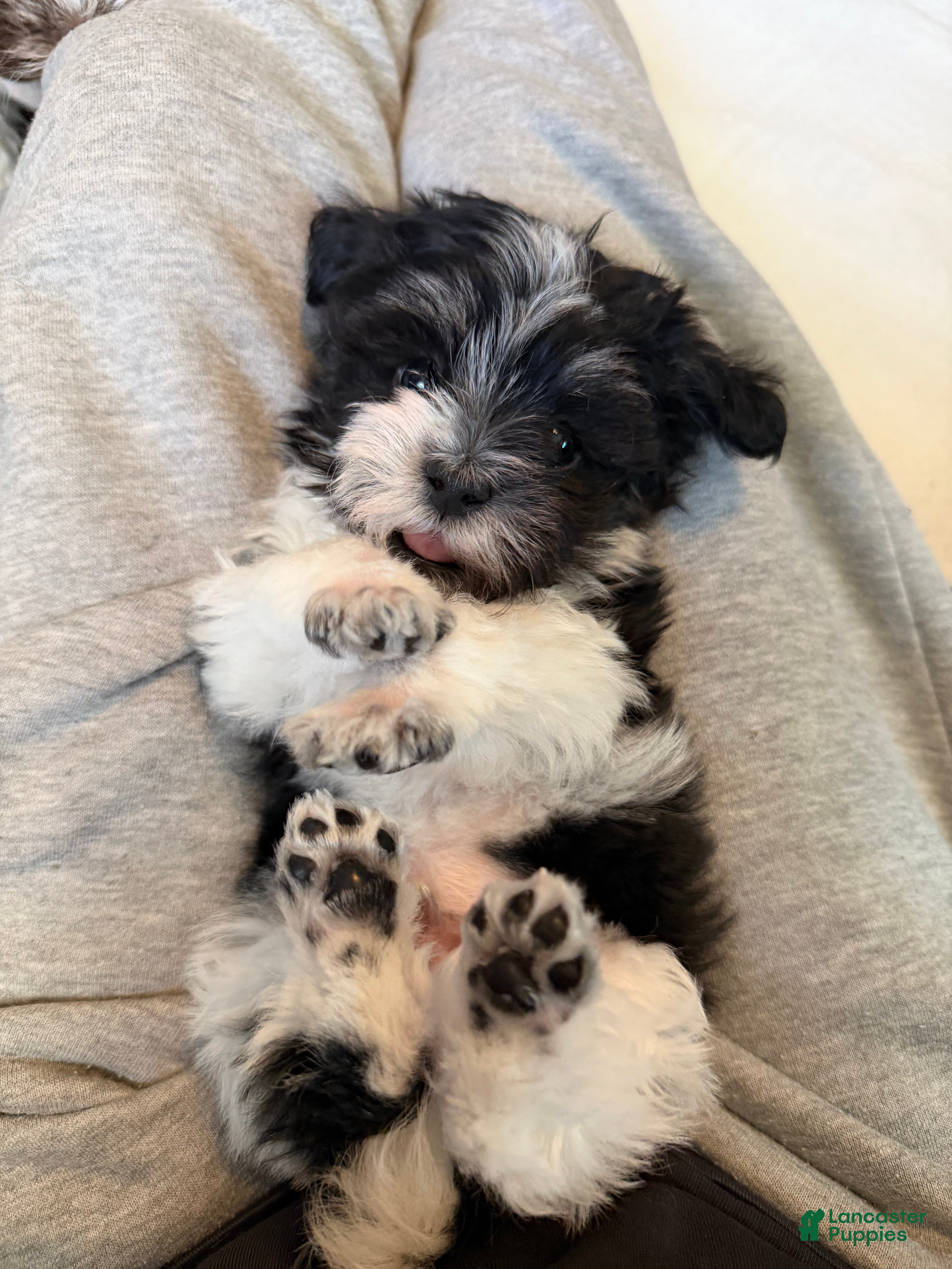 Havanese dogs Lilo - Ad 30