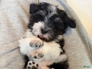 Havanese dogs Lilo - Ad 30