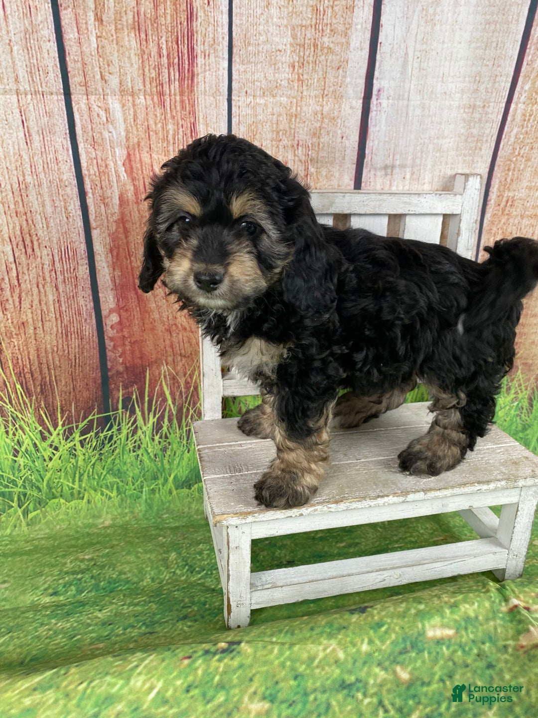 Cavapoo dogs for sale: Lily - Ad 2