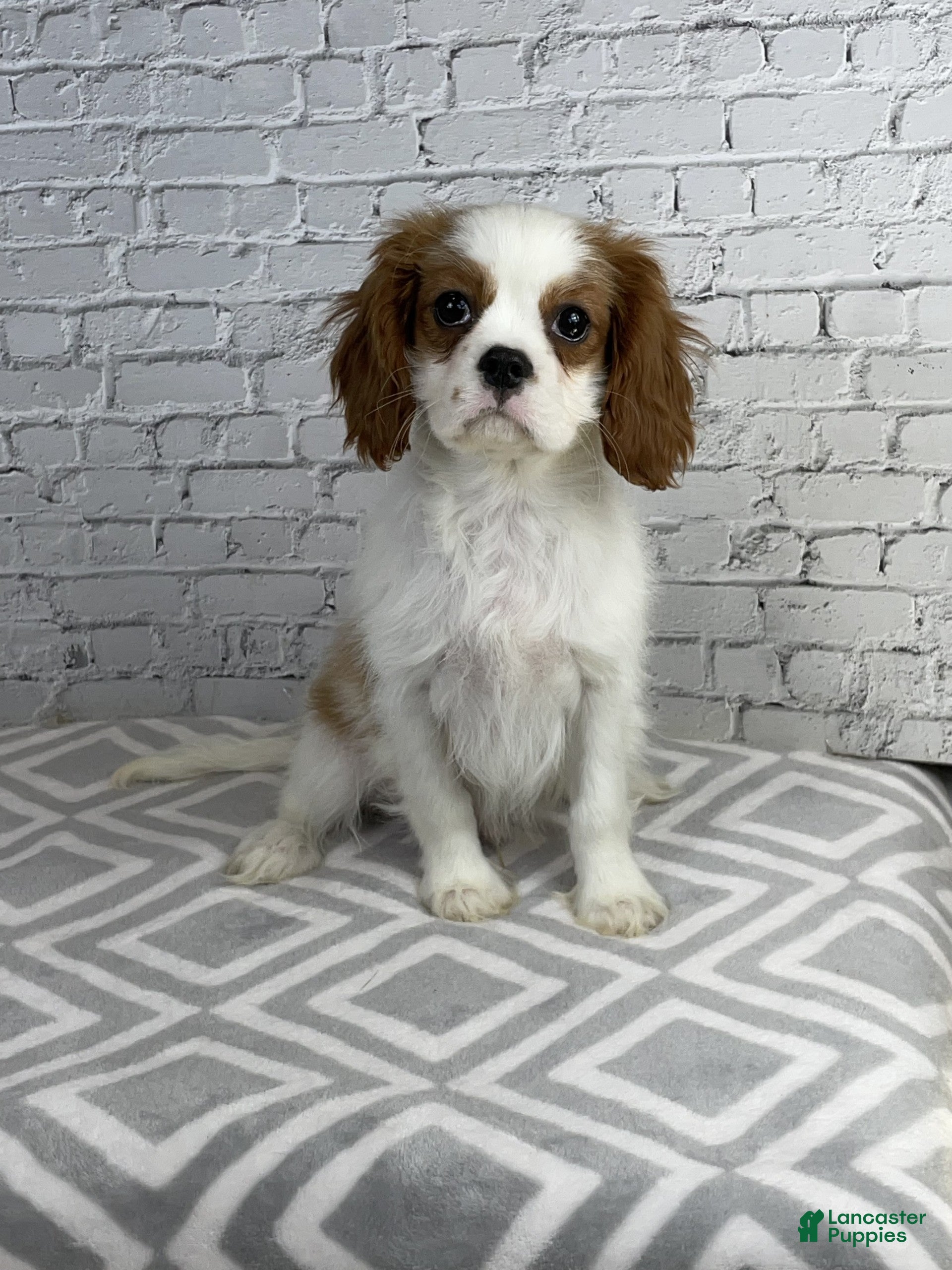 Cavalier King Charles Spaniel dogs Benji - Ad 1