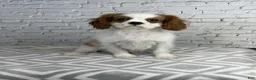 Cavalier King Charles Spaniel dogs for sale: Benji - Ad 1