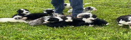 Sheepadoodle dogs for sale: Sheepadoodle 1 - Ad 6