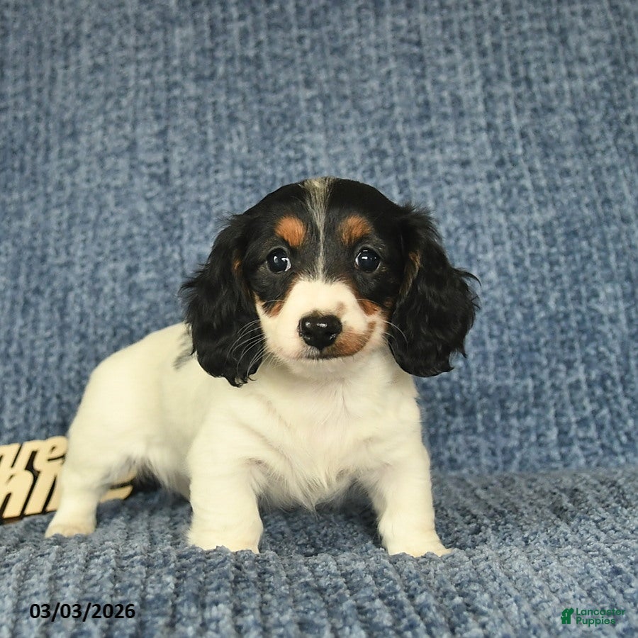 Miniature Dachshund dogs Jewel  - Ad 2