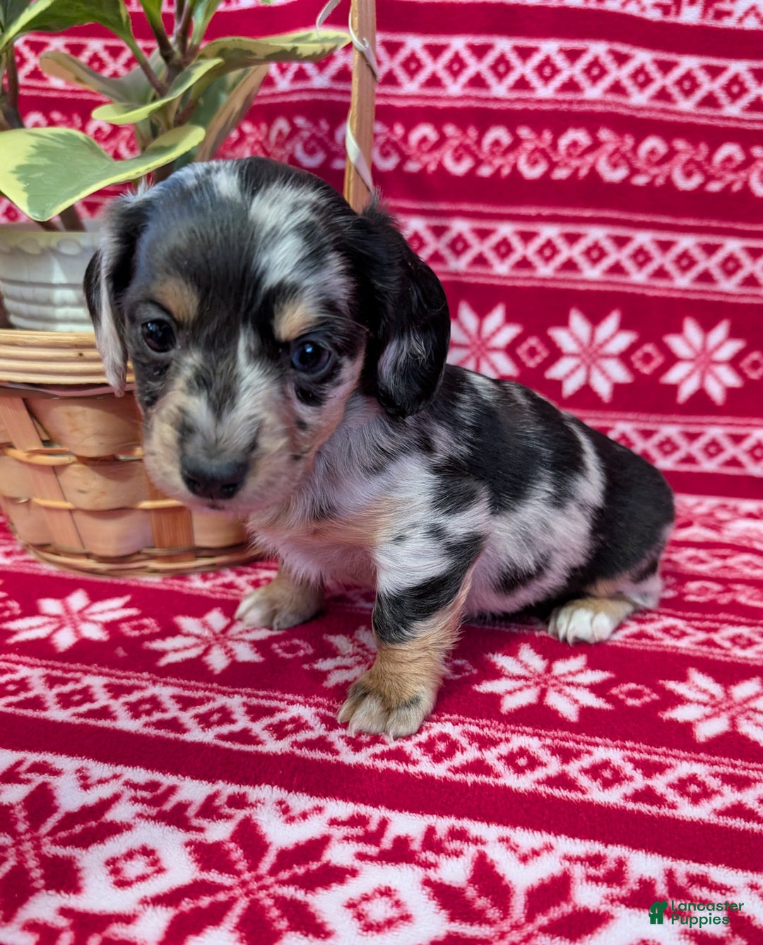 Miniature Dachshund dogs for sale: Amber  - Ad 6