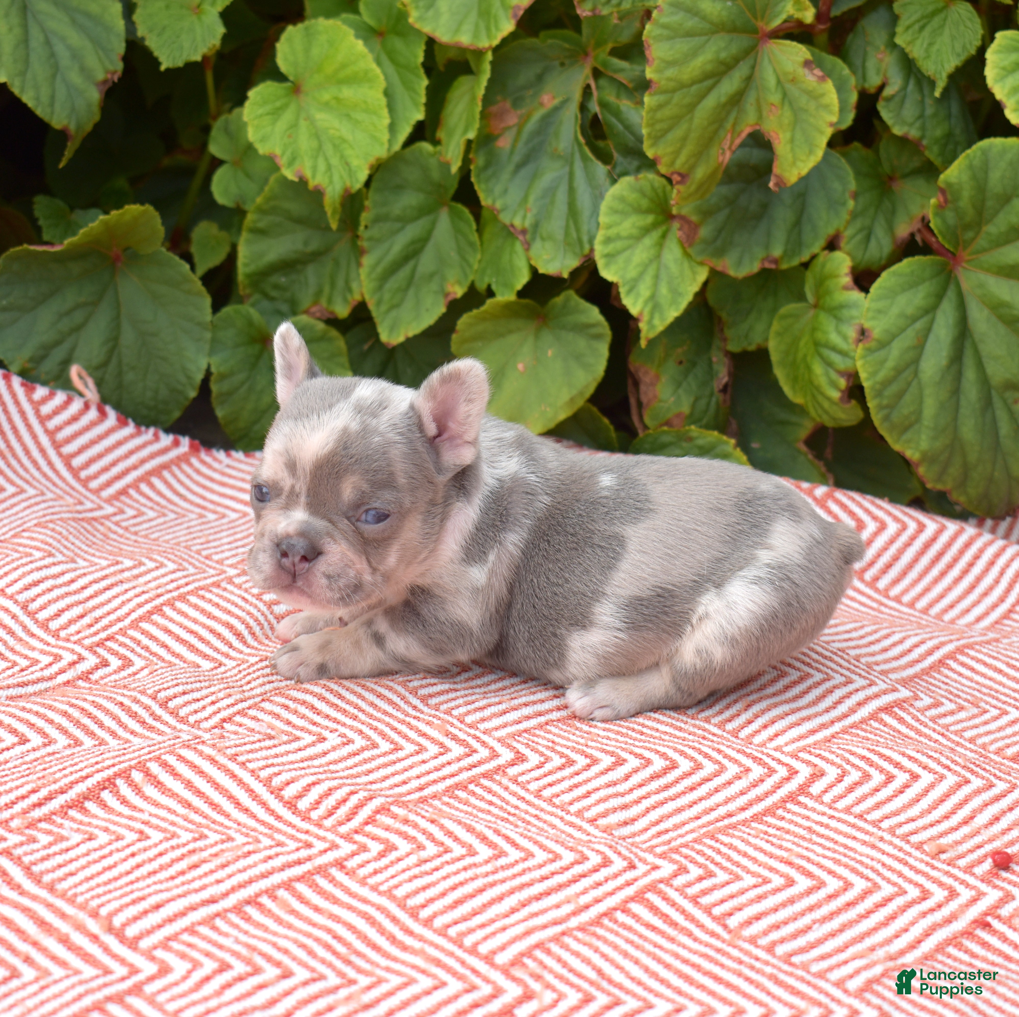 French Bulldog dogs Aspen - Ad 2