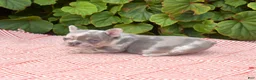 French Bulldog dogs for sale: Aspen - Ad 2
