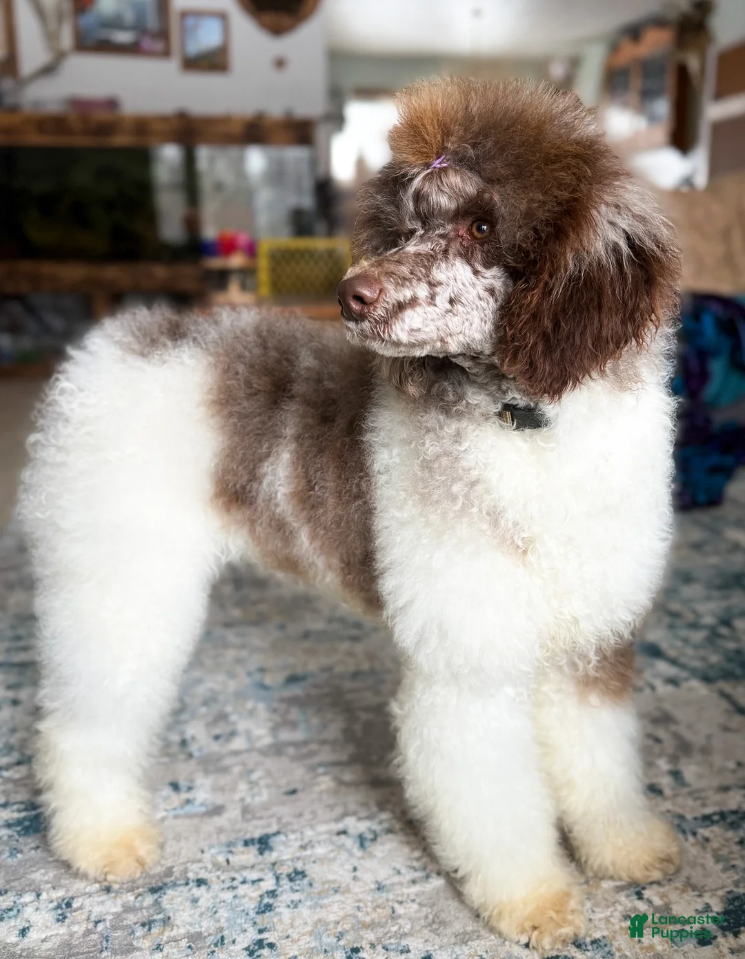 Standard Poodle dogs for sale: Whiskey AKC - Ad 2