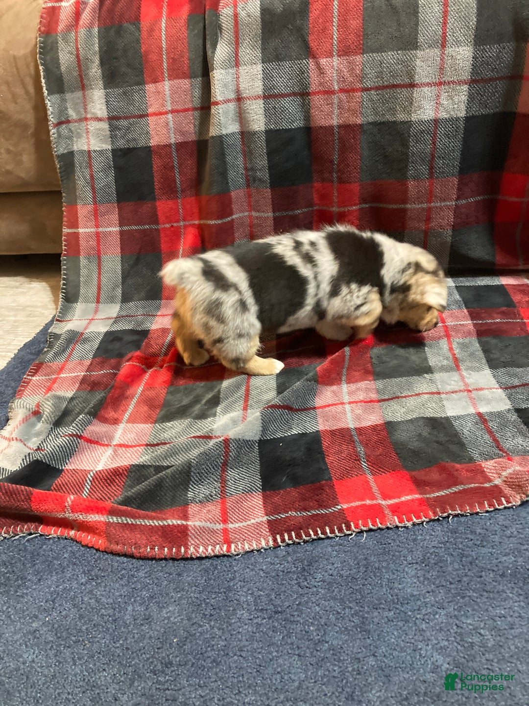Mixed Breed dogs for sale: Tommy - Ad 7