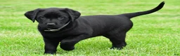 Labrador Retriever dogs for sale: Daisy - Ad 5