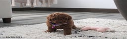 Toy Poodle dogs for sale: Paige - Ad 14