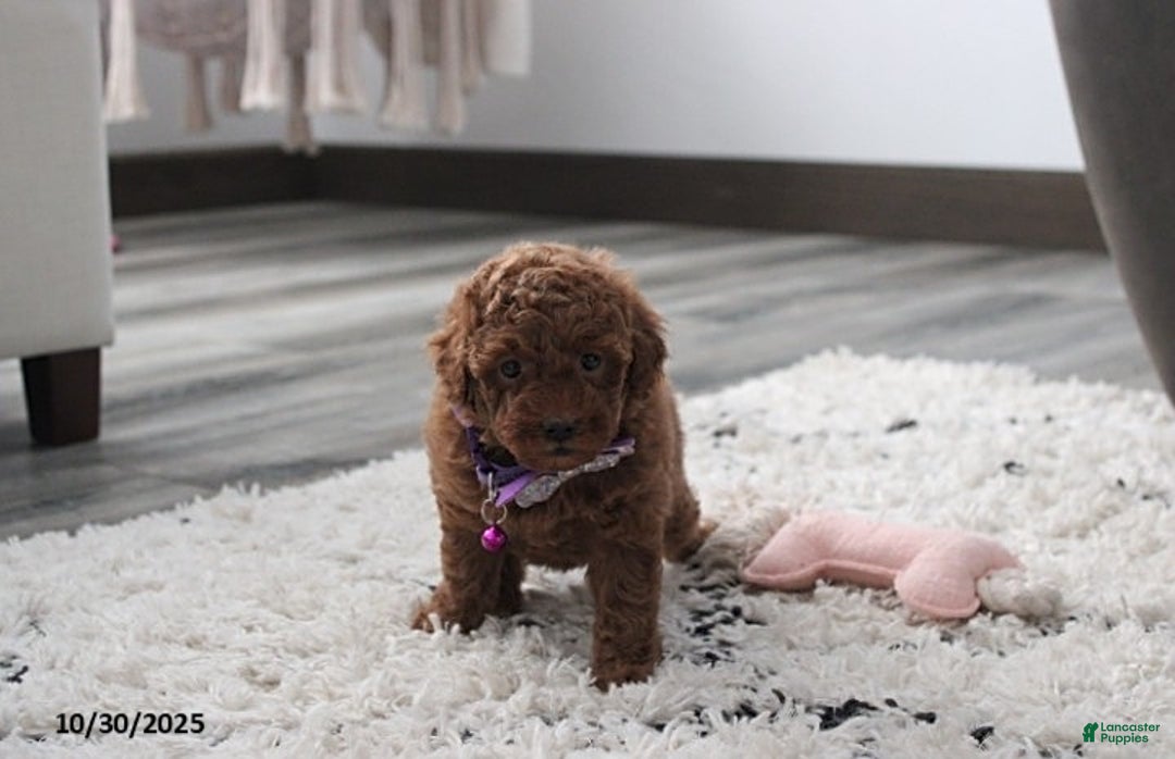 Toy Poodle dogs for sale: Paige - Ad 14