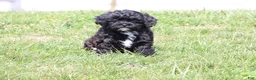 Shihpoo dogs for sale: Carry - Ad 5