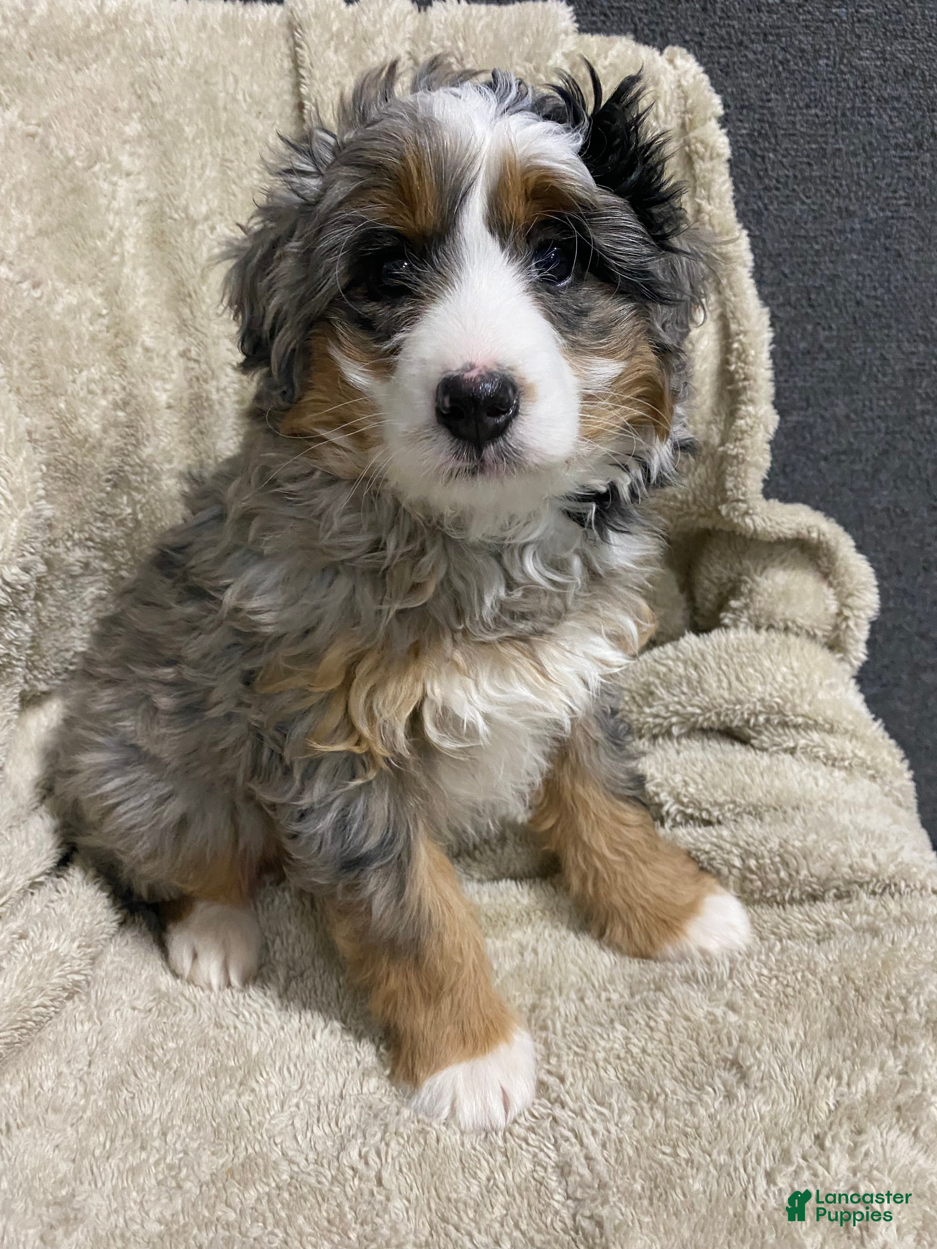 Mini Bernedoodle dogs Evie - Ad 1