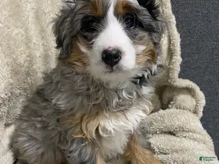 Mini Bernedoodle dogs for sale: Evie - Ad 2