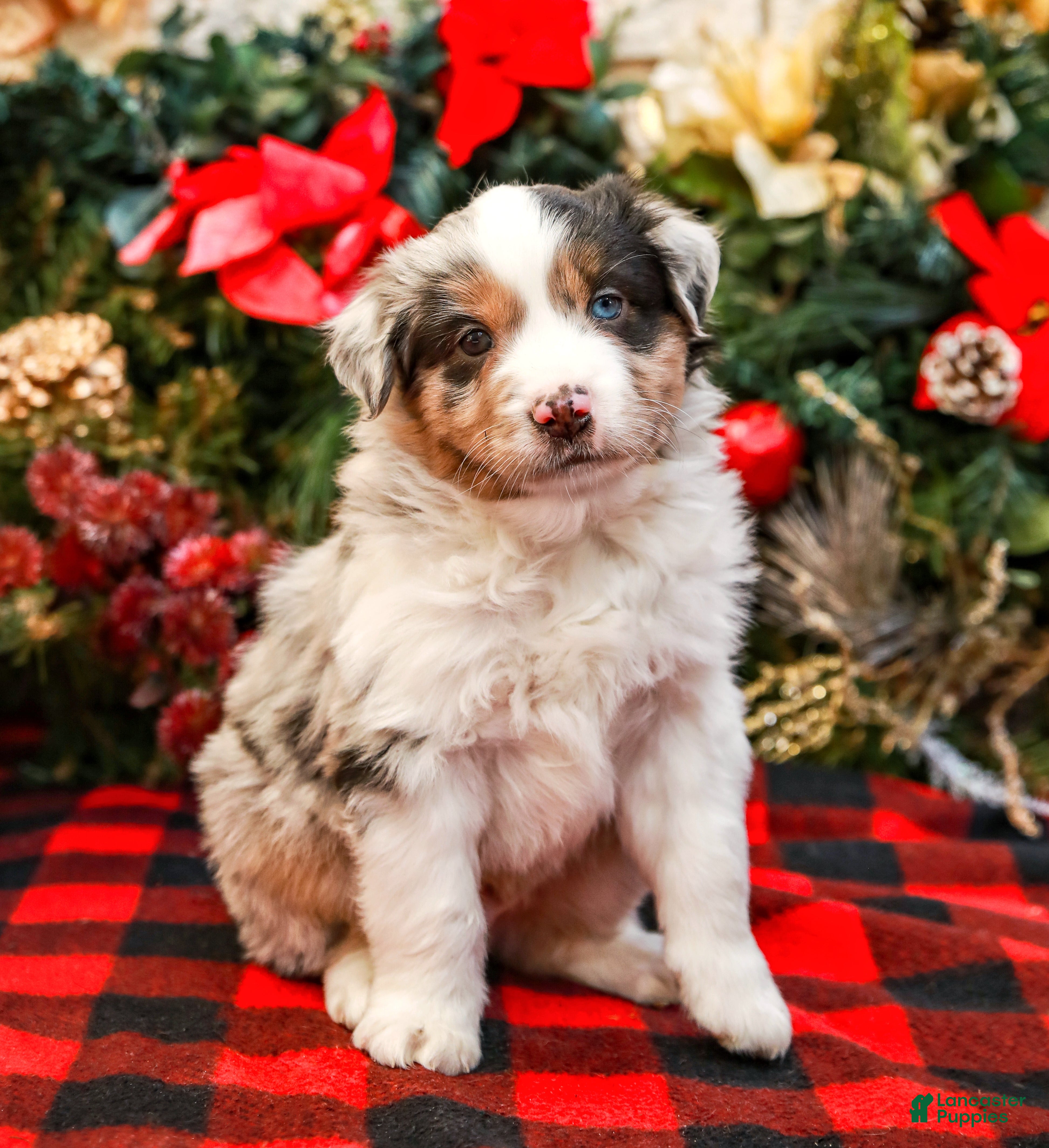 Miniature Australian Shepherd dogs Chestnut - Ad 11