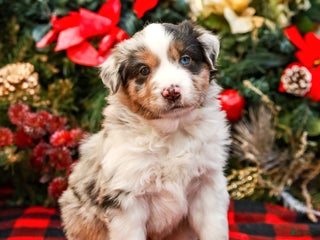 Miniature Australian Shepherd dogs Chestnut - Ad 7