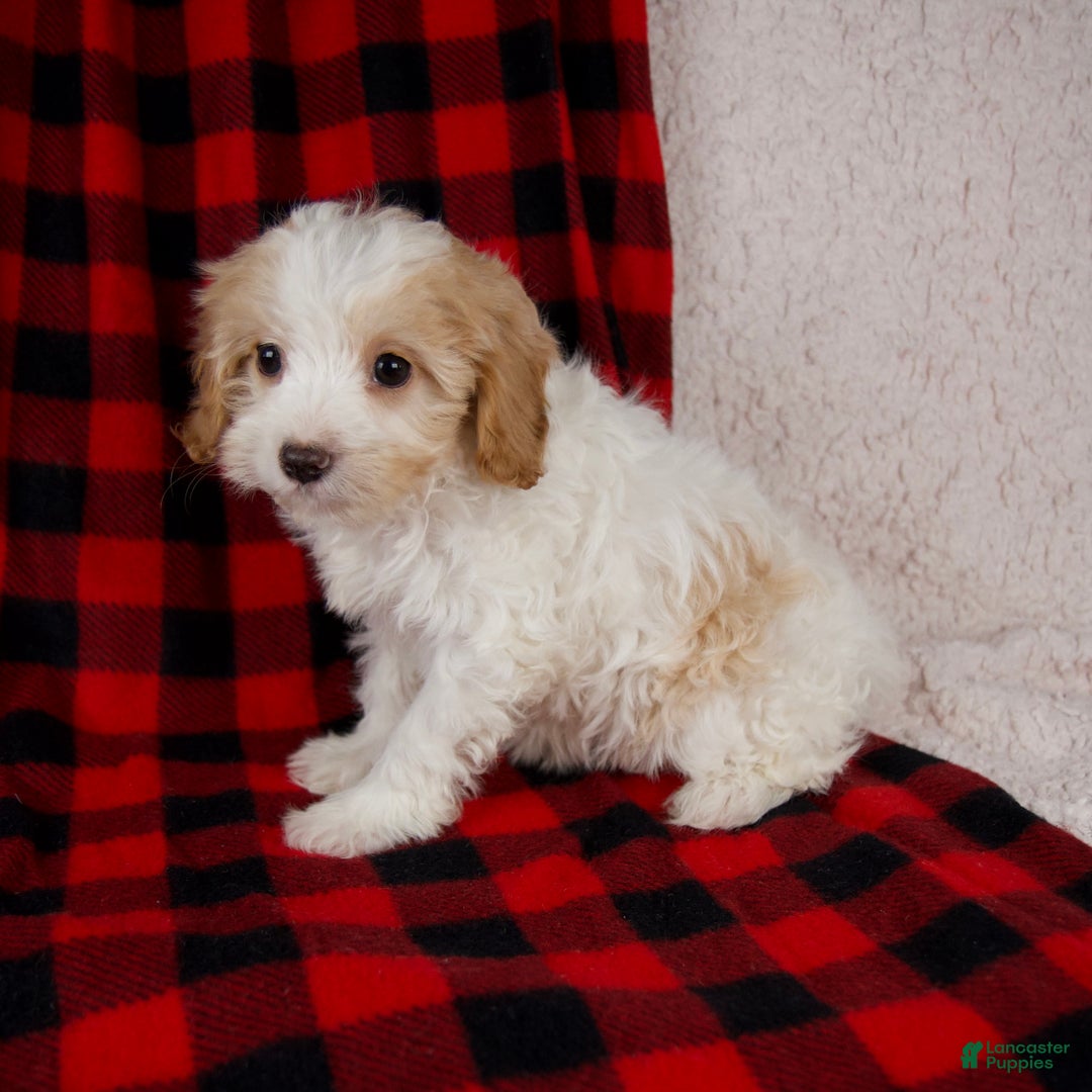 Cavapoo dogs for sale: Penny - Ad 2