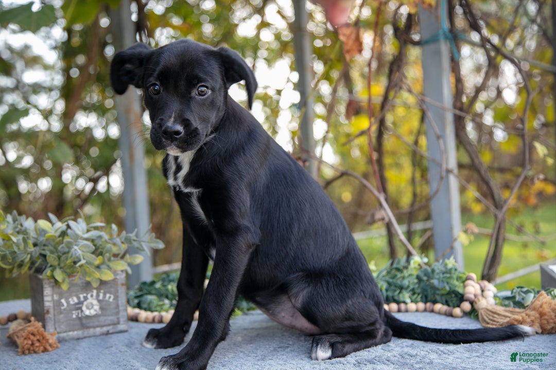 Mixed Breed dogs for sale: Dani - Ad 2