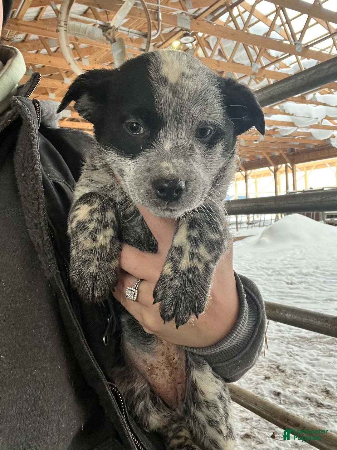 Australian Cattle Dog dogs for sale: Chloe - Ad 1