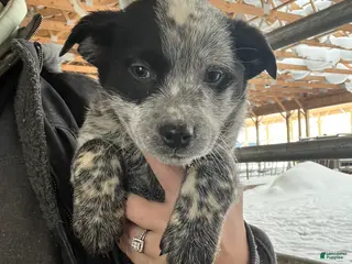 Australian Cattle Dog dogs Chloe - Ad 42