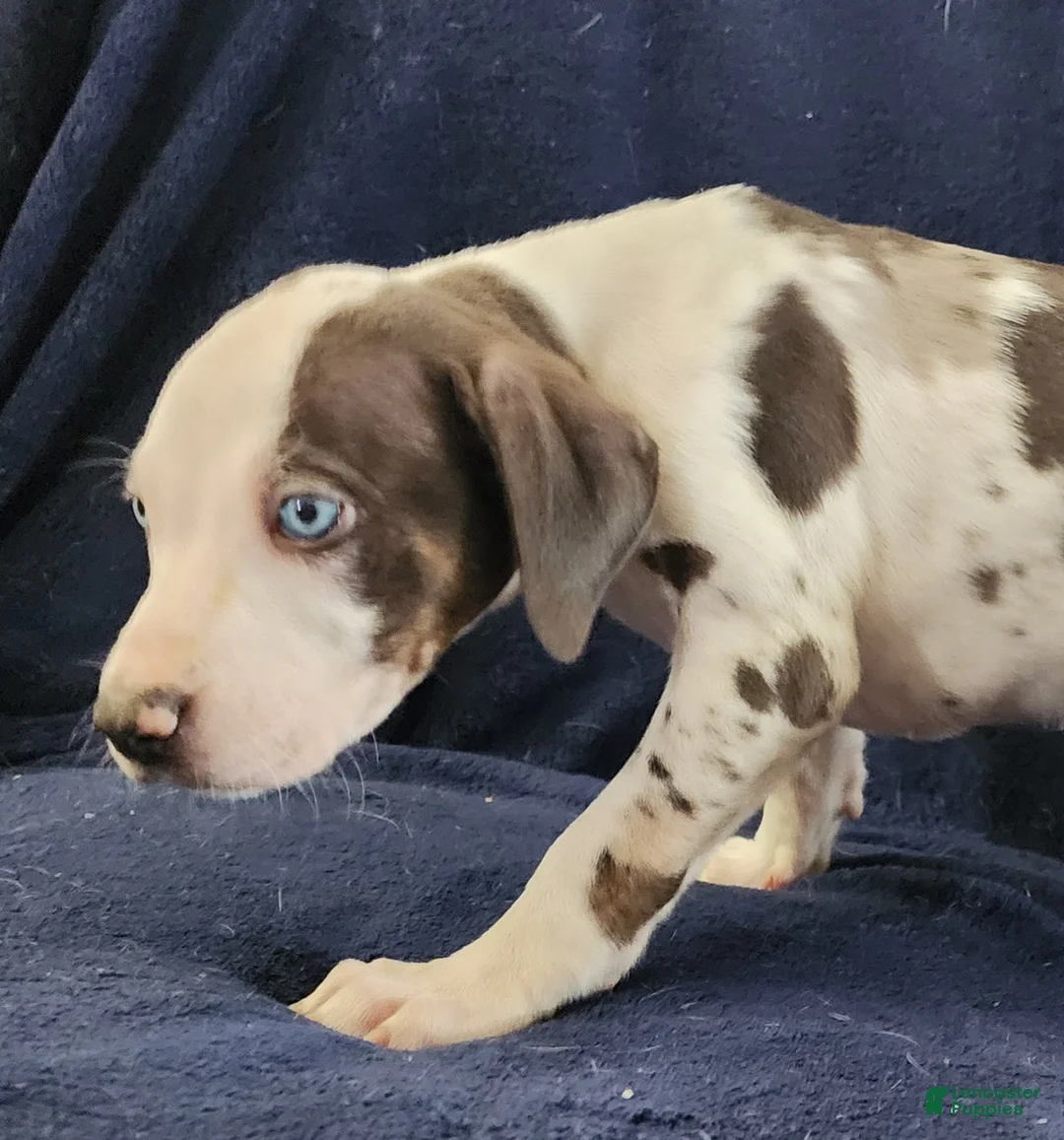 Catahoula Leopard Dog dogs for sale: Gabby F2025 M3 Catahoula puppy - Ad 23