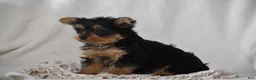 Yorkshire Terrier dogs for sale: Fairy - Ad 3