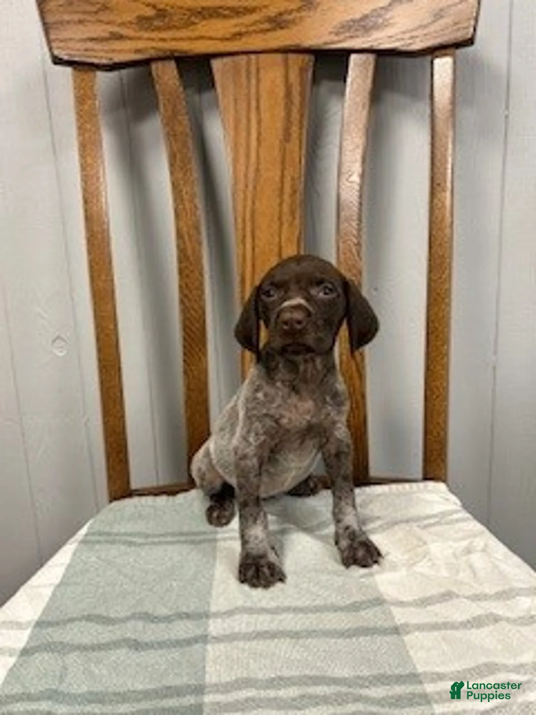 German Shorthaired Pointer dogs for sale: Gracie - Ad 2