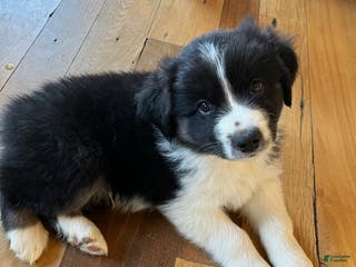 Australian Shepherd dogs Joey - Ad 39