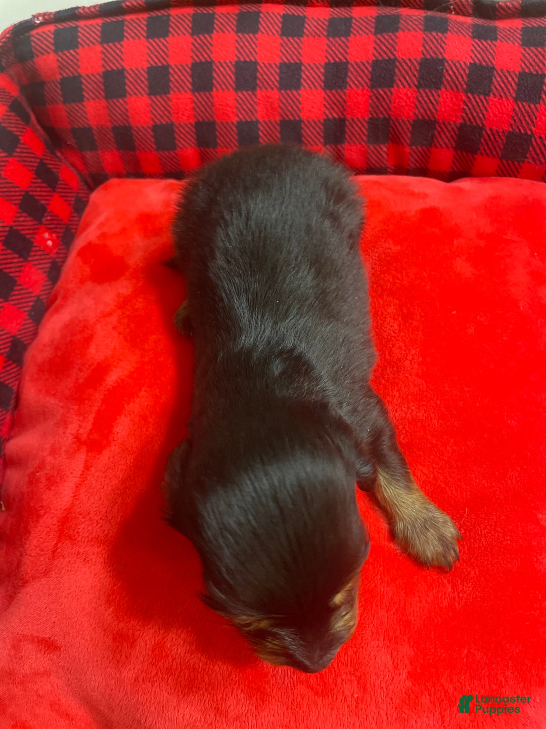 Dachshund dogs for sale: Dachshund Puppy 2 - Ad 2