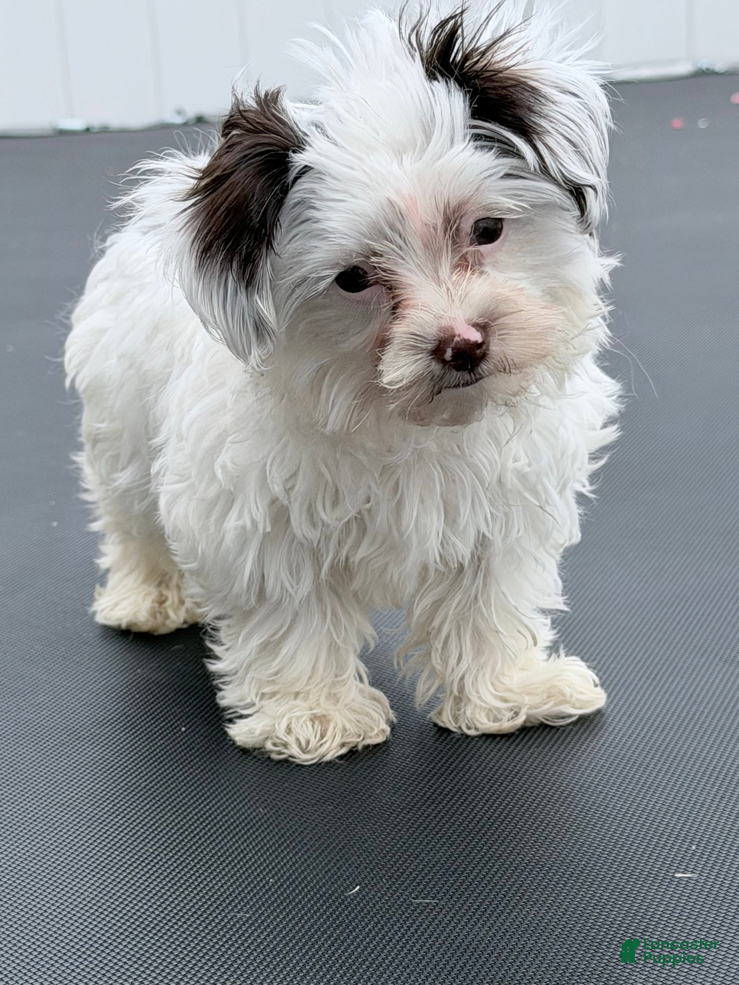 Yorkshire Terrier dogs Cooper  - Ad 1