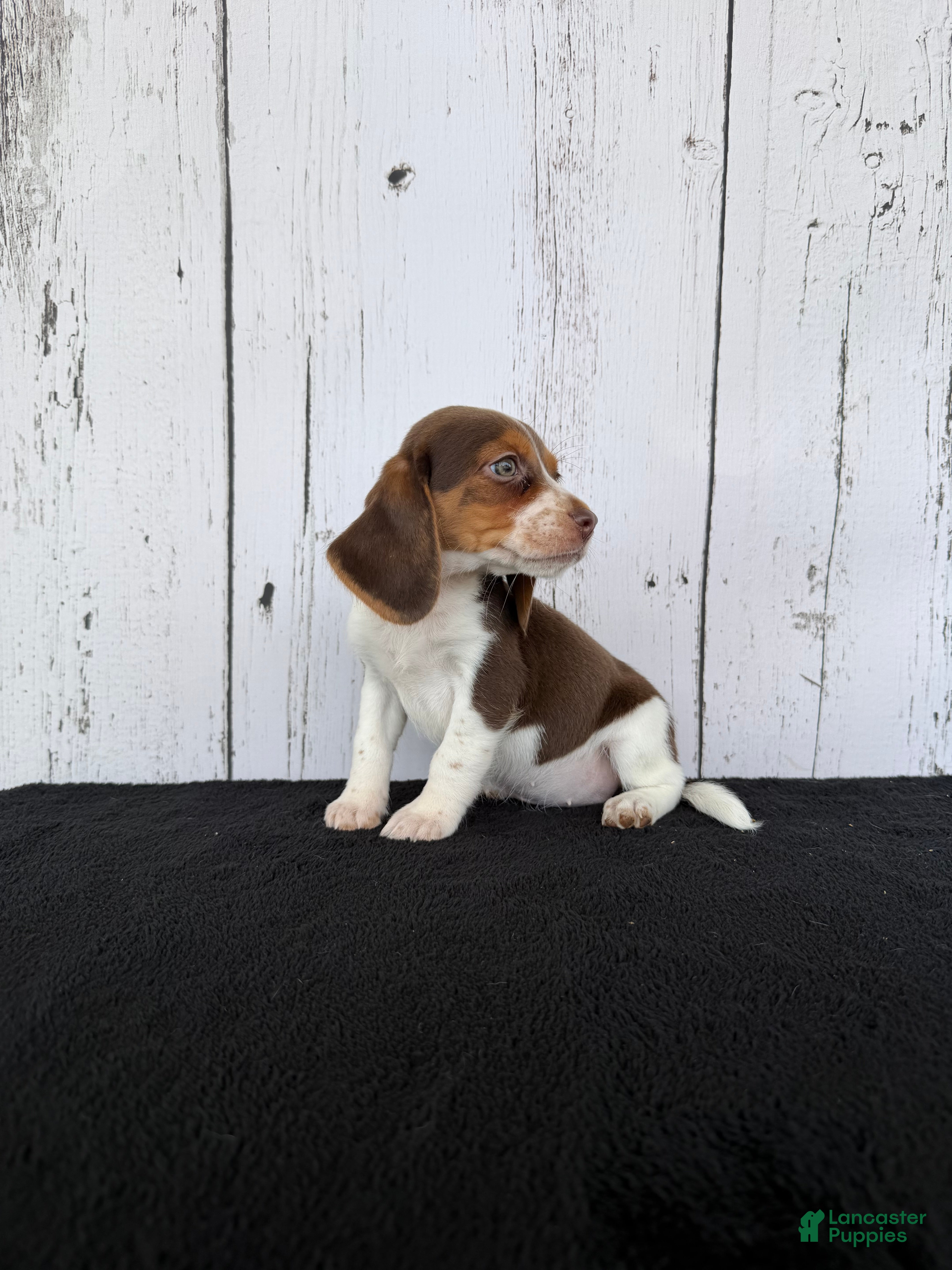 Beagle dogs Layla - Ad 2