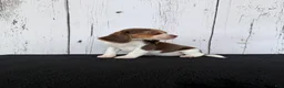 Beagle dogs for sale: Layla - Ad 2