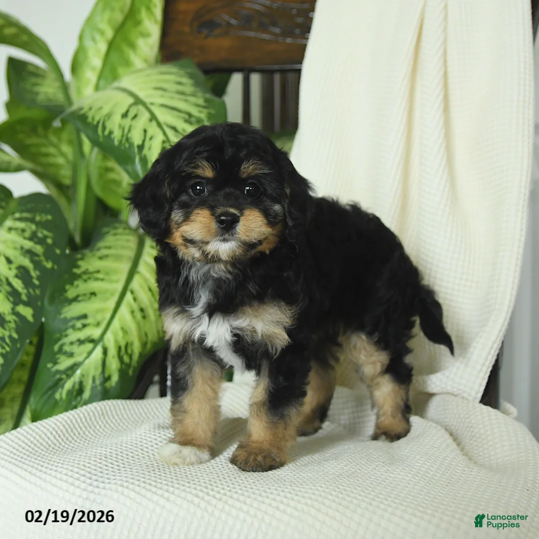 Cavapoo dogs for sale: Raven - Ad 3