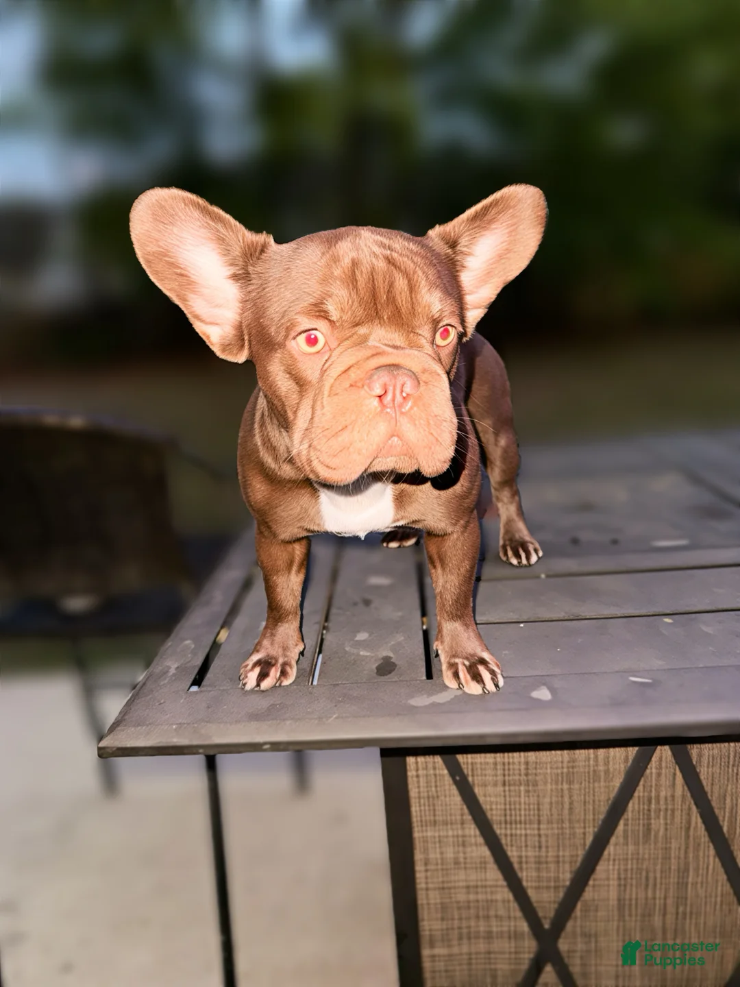 French Bulldog dogs for sale: Sophoria - Ad 1