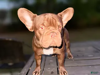 French Bulldog dogs for sale: Sophoria - Ad 1