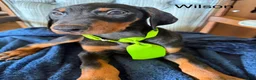 Doberman Pinscher dogs for sale: Doberman Pinscher 8 - Ad 11